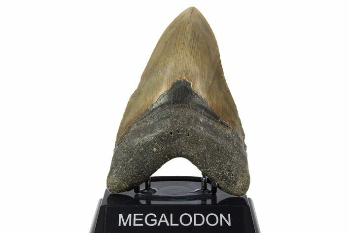 Serrated, Fossil Megalodon Tooth - North Carolina #346337